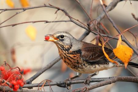 Vogelbeere