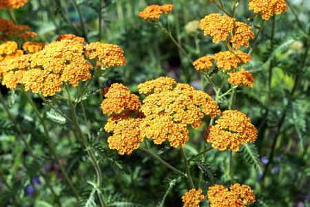 Wildblumen und Gräser