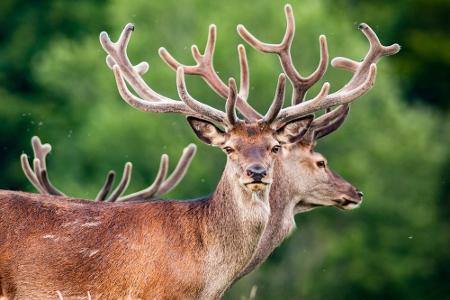 Die Fauna