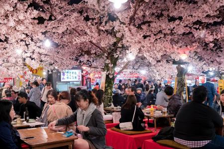 Kirschblüten in Japan
