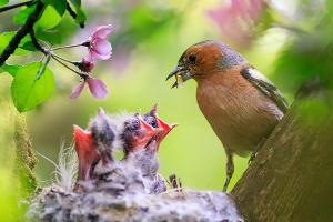 Vogelschutzzeit hat begonnen: Was darf man jetzt im Garten machen?