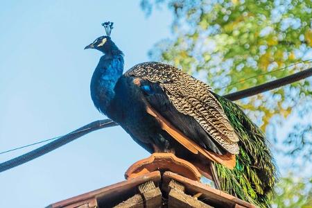 Pfau, Anmutig, Äste, Dach, Himmel