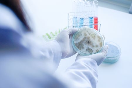 pilze in petrischale