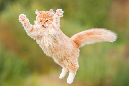 Cat-Content: Apps und Gadgets für die Fellnase