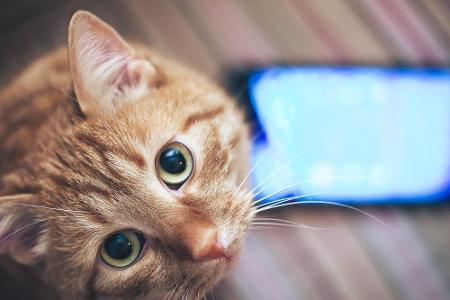 Diese Apps sind für die Katz