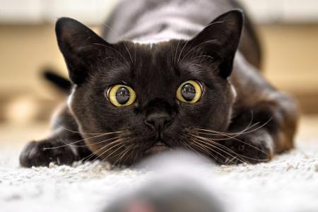 Fang mich doch!