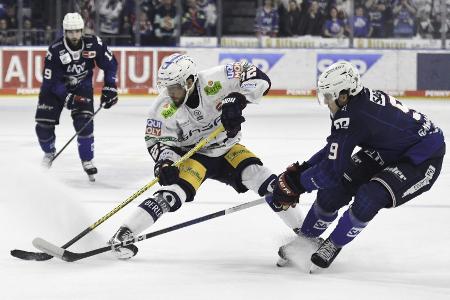 Eisbären mit Comeback - trauriges Pietta-Jubiläum