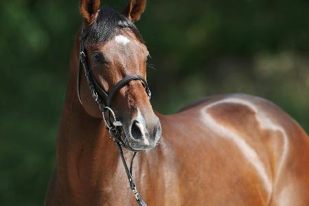 Fantastic Moon ist Galopper des Jahres