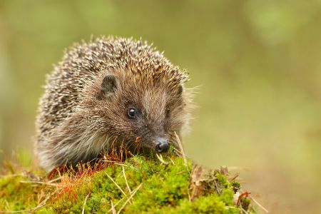Junger Igel aus Mooshügel