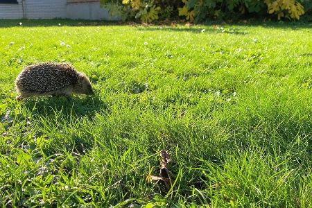 Igel auf Rasen