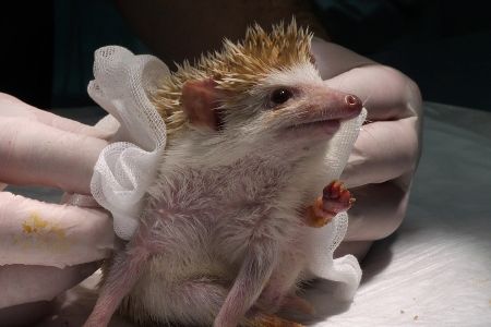 Igel wird vom Tierarzt versorgt.