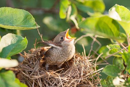 Junger Vogel im Nest