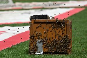 Vor Bayern-Spiel: Bienenschwarm im Stuttgarter Stadion