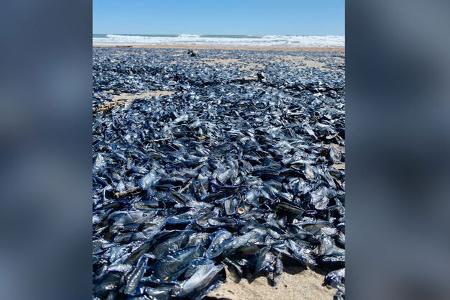 Campstar Pössl Camillo Südfrankreich Nadine