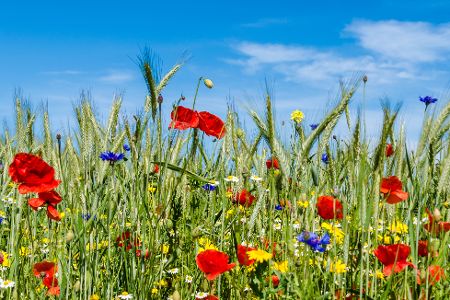 Getreidefeld mit bunten Blumen dazwischen