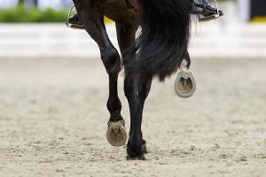 Sieg geht nach Österreich: Haas gewinnt Dressur-Derby