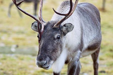 Wohnmobil-Reise Skandinavien
