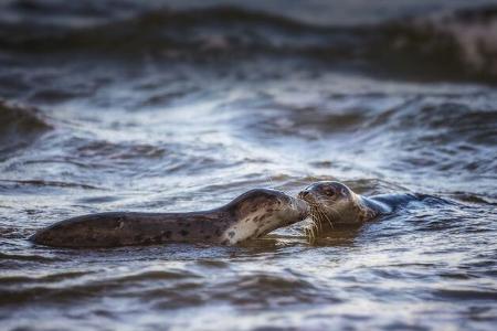 Dänemark, Camping, Wohnmobil