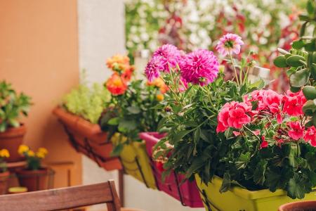 Eisheilige sind vorbei: Die perfekten Balkonpflanzen