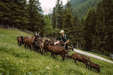 Tirol, Ziegen, Berge