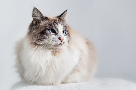 Ragdoll katze