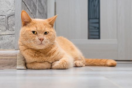 Britische Katzen (Britisch Kurzhaar)