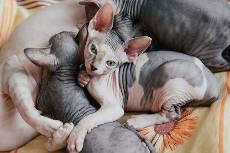 Sphynx-Katzen