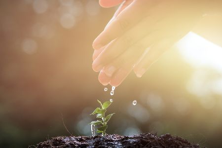 Hände lassen Wasser auf eine kleine Pflanze heruntertropfen, die von der Sonne beschienen wird.
