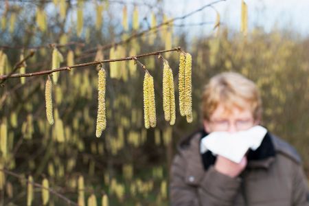 Frau mit Taschentuch steht unter Haselnussbaum mit Pollen