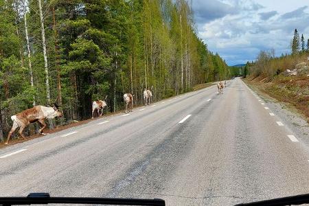 Stra§e, Wald, Hirsche