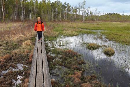 Nationalpark, Moorlandschaft, Steg, BŠume, Frau