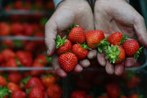 Wimbledon-Erdbeeren "perfekt" trotz feuchten Frühlings