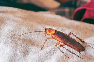 Ungeziefer im Hotel: Was bei Kakerlaken und Co. hilft