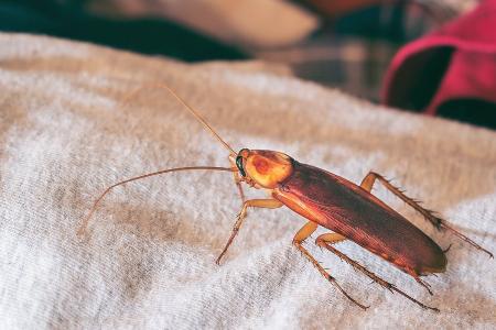 Ungeziefer im Hotel: Was bei Kakerlaken und Co. hilft