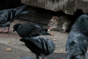 Pelzige Plage: Prägen Ratten das Olympia-Bild von Paris?