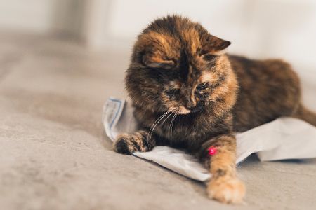 laserpointer und katze
