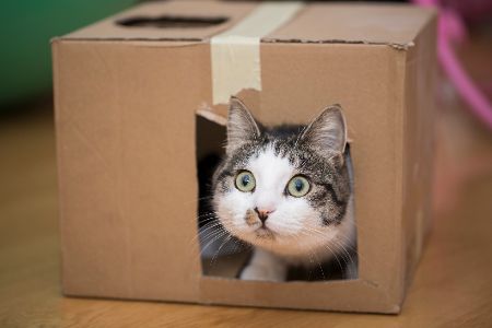 katze guckt aus karton