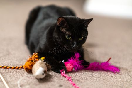 sicheres spielzeug für katzen