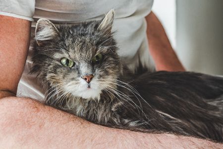 alte katze im arm