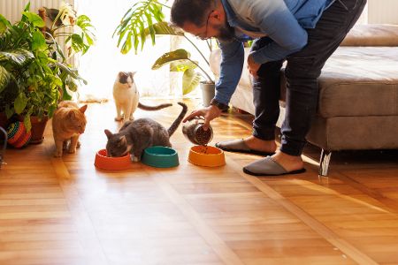 katzen werden gefüttert