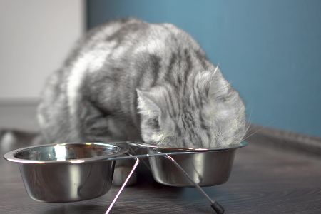 katze frisst aus napf