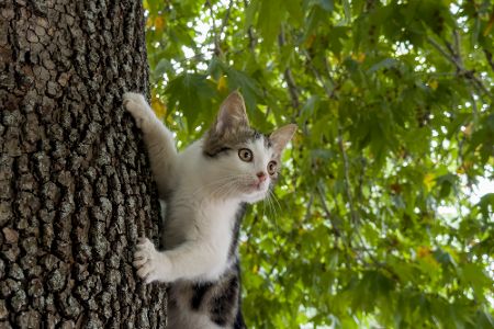 katze am baum