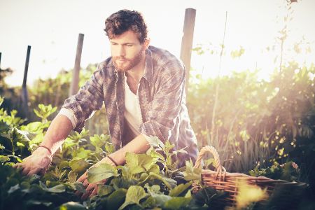 mann in der abendsonne am gärtnern