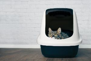 Katzenklo mit katze