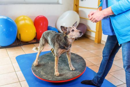 Hund steht auf beweglicher Matte bei Physiotherapie