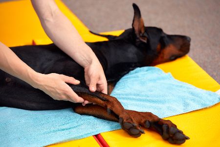 Hund erhält Massage am Bein