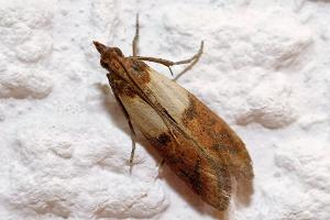 Lebensmittelmotten: So lassen sich die Eindringlinge bekämpfen