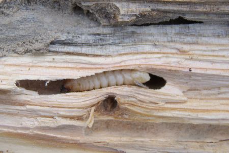 Holzwurm-Larve im Holz