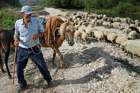 Albanien mit dem Campingbus Schafe f