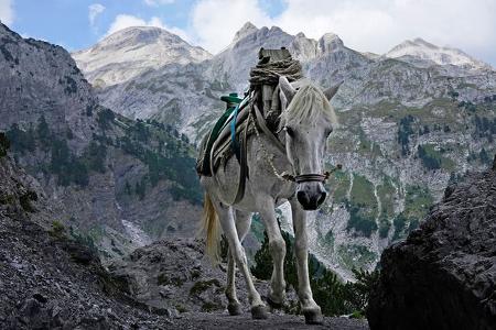 Albanien mit dem Campingbus Pferd f